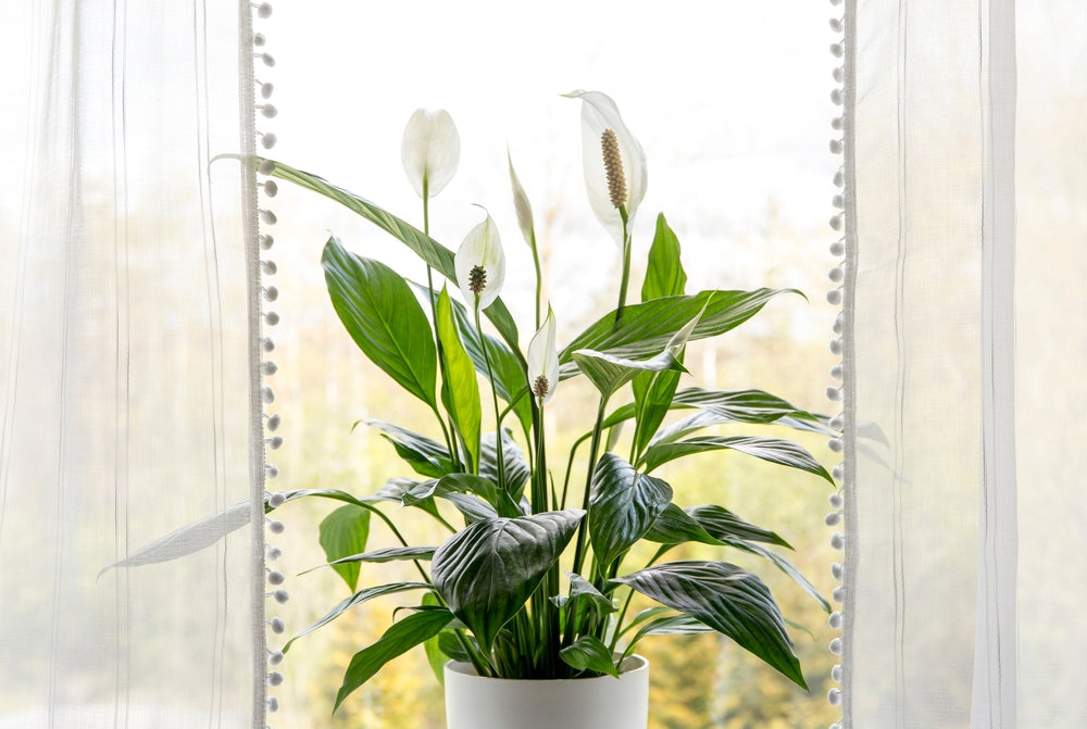 7 Allergy-Relief Plants to Make Springtime Easier for You!  Ugaoo