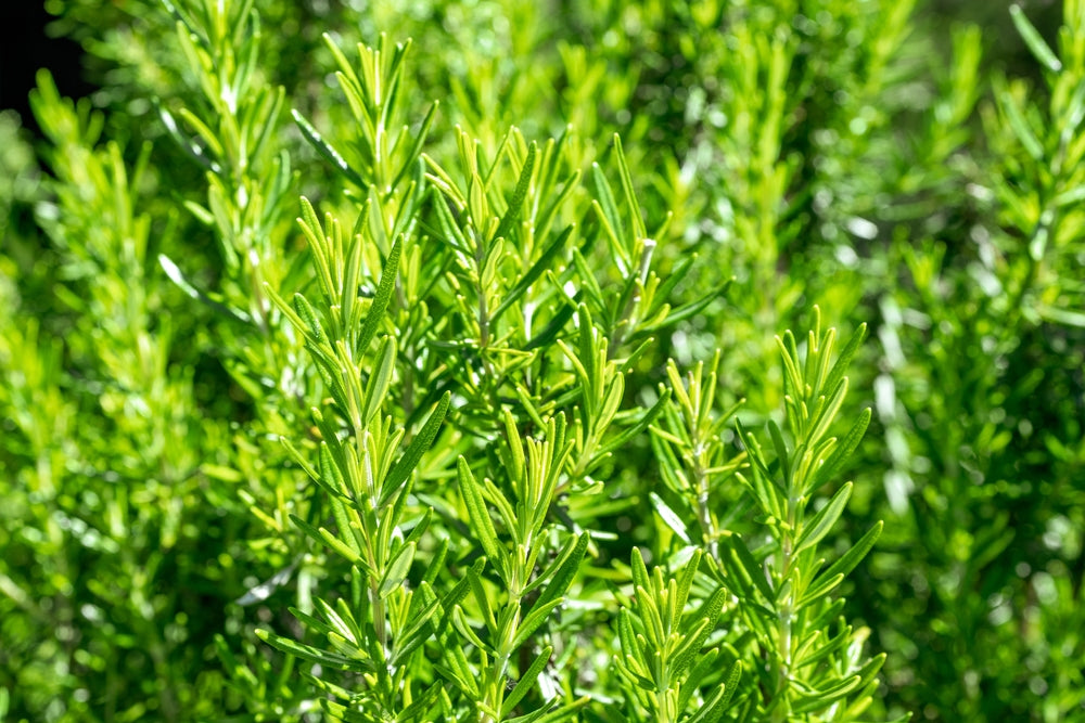 7 Wasp and Bee-Repellent Plants to Keep These Insects at Bay!  Ugaoo