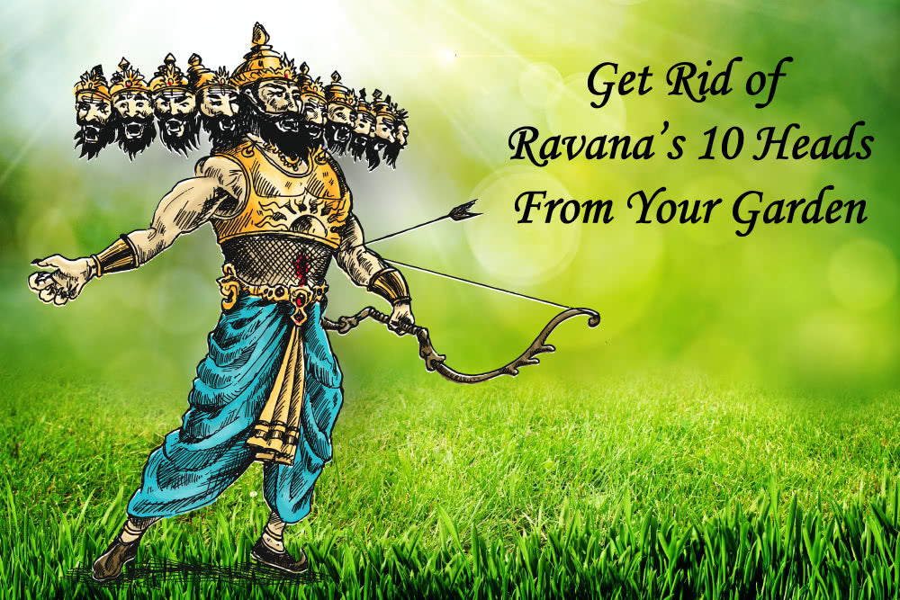 Get Rid of Ravana’s 10 Heads From Your Garden