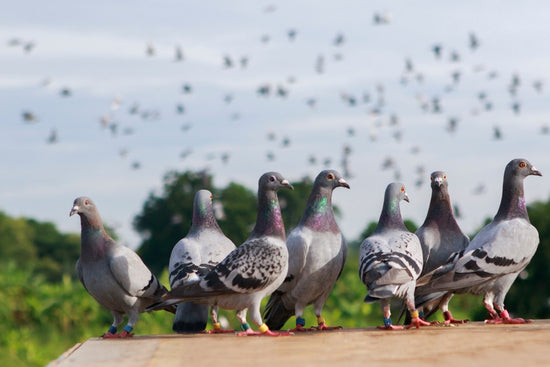 How to Get Rid of Pesky Pigeons Naturally in India