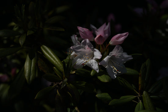 Midnight Mystique: 8 Flowers that Bloom in The Dark