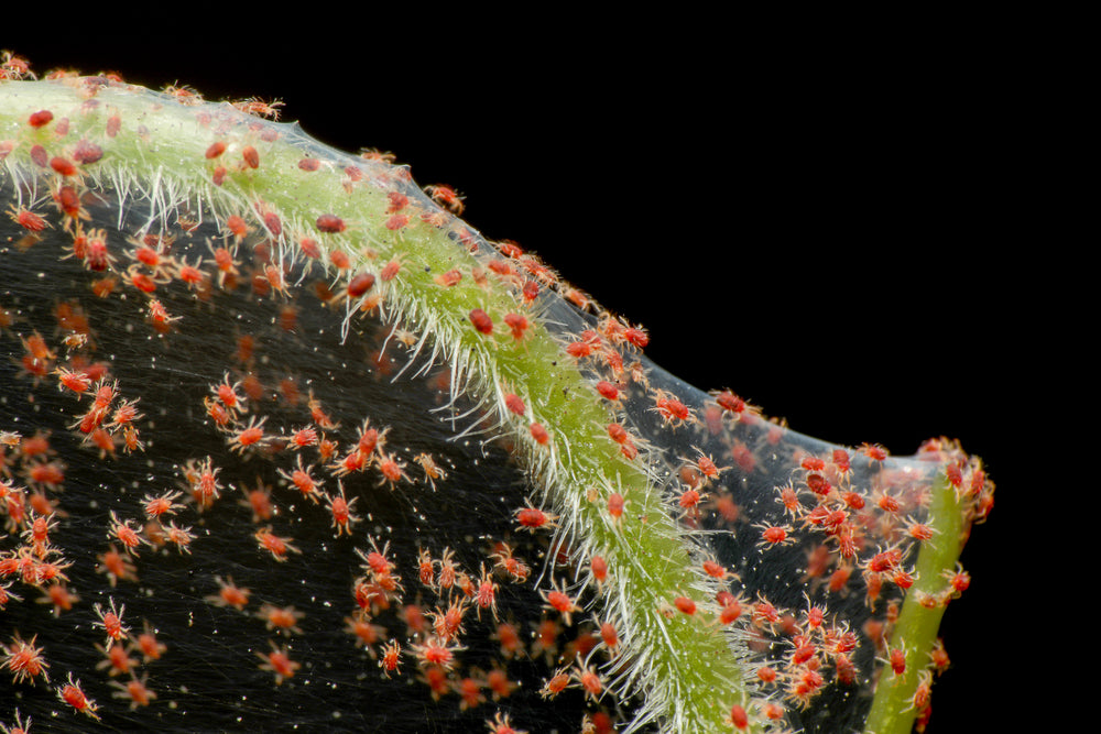 How to Get Rid of Spider Mites on Plants  Ugaoo