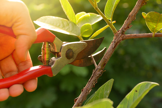 Pruning Tools and Why to Clean Them
