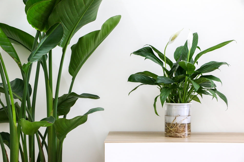 The Perfect Companion Plants for Your Bird of Paradise Plant  Ugaoo