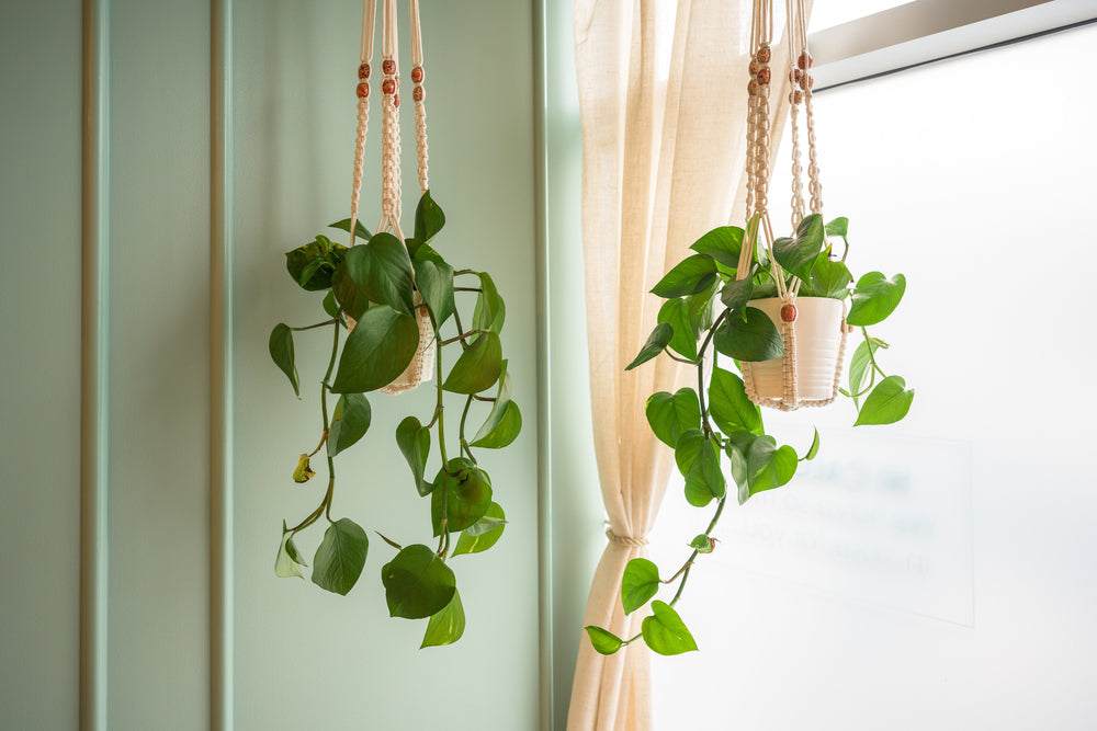 Caring for Your Hanging Plants 101  Ugaoo