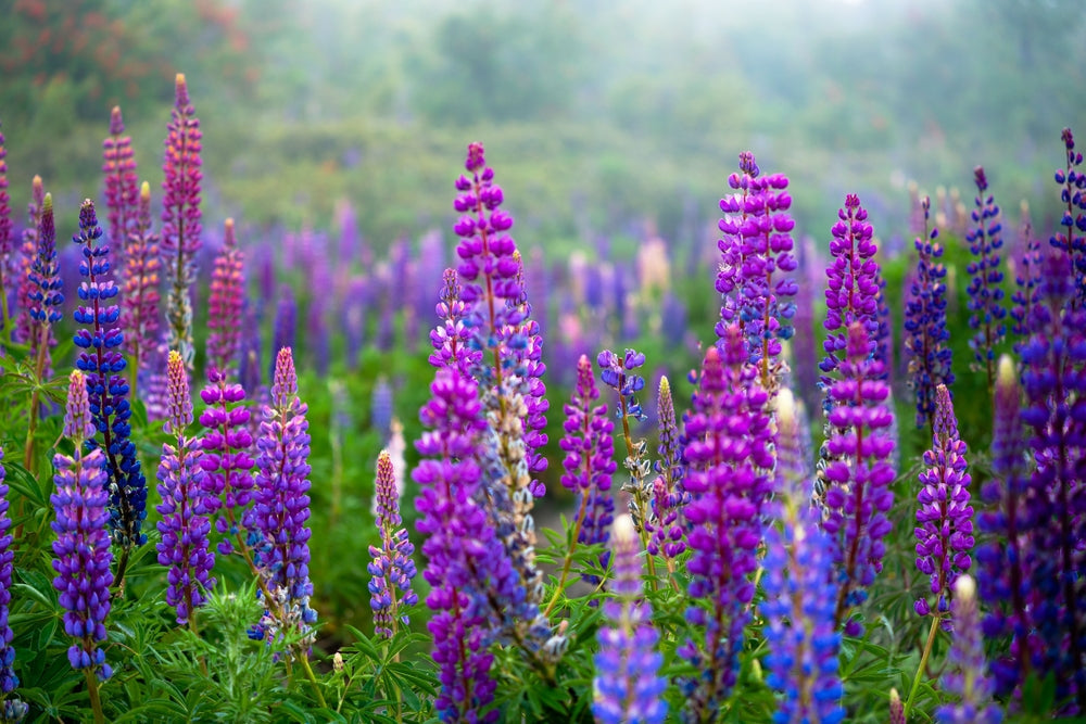 How to Plant Lupin Seeds for Stunning, Own-Grown Ornamental Flowers  Ugaoo