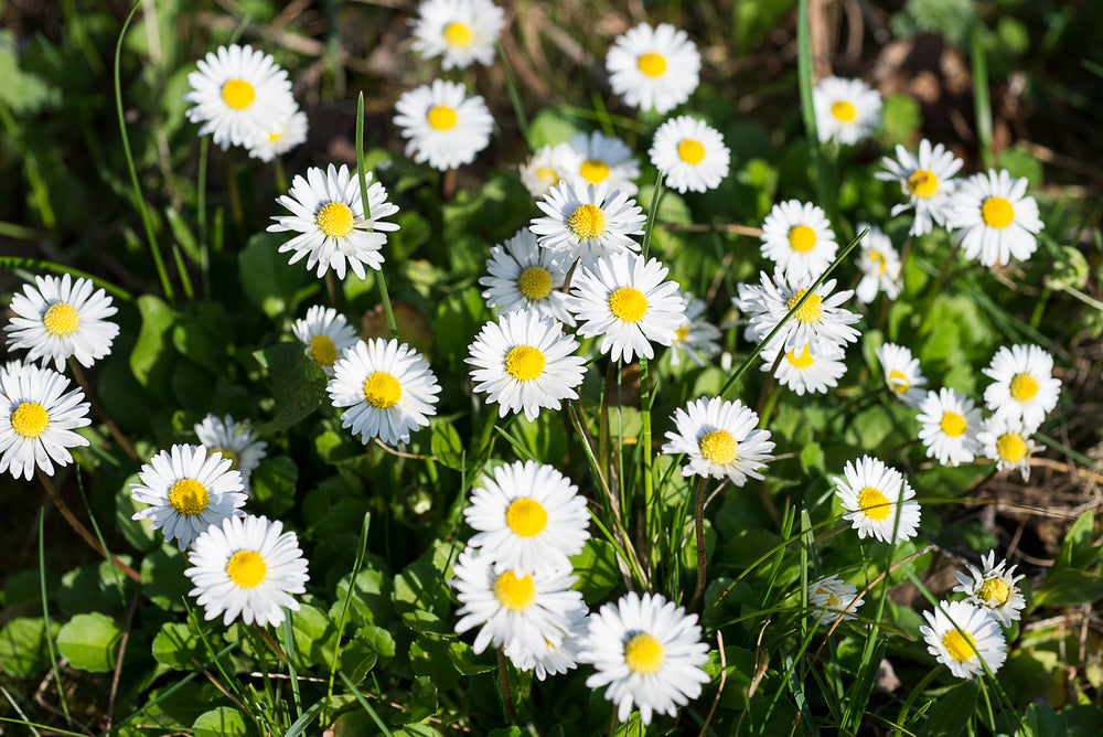 Growing and Caring for Bellis Flowers  Ugaoo