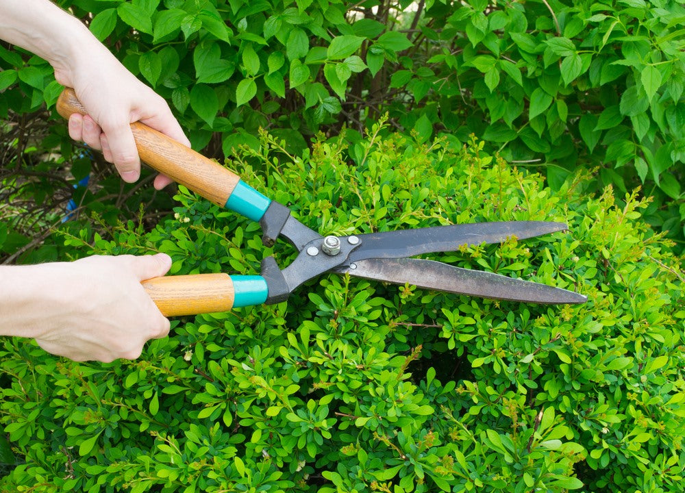5 Must Have Pruning Tools Varieties And Tool Tips Ugaoo 5-must-have-pruning-tools-varieties-and-tool-tips-ugaoo