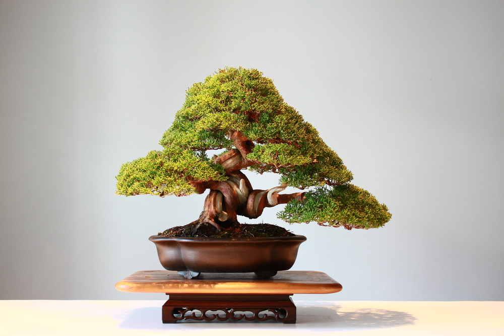 6 Plants that Make for Wonderful Bonsai Plants Indoors  Ugaoo