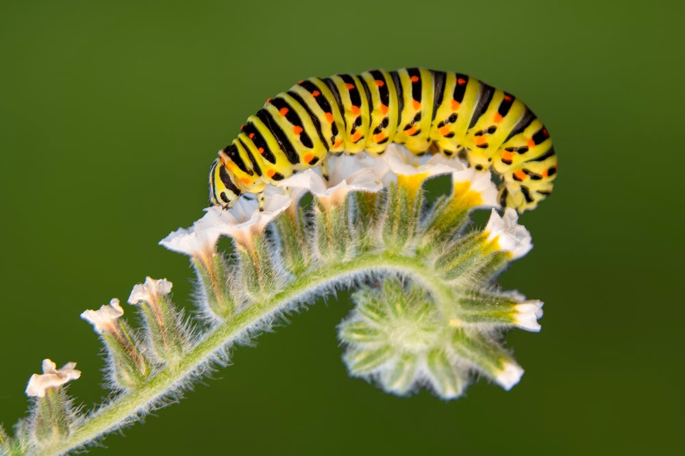 10 Types of Pests that Attack Plants  Ugaoo