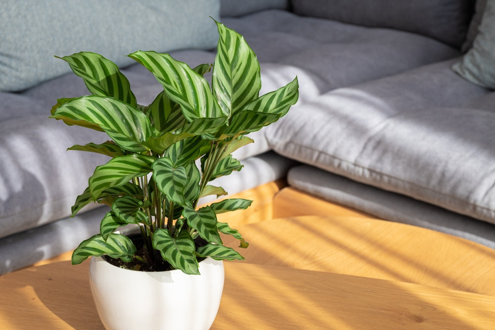 8 Benefits of Calathea Plants: A Beautiful Addition to Your Home