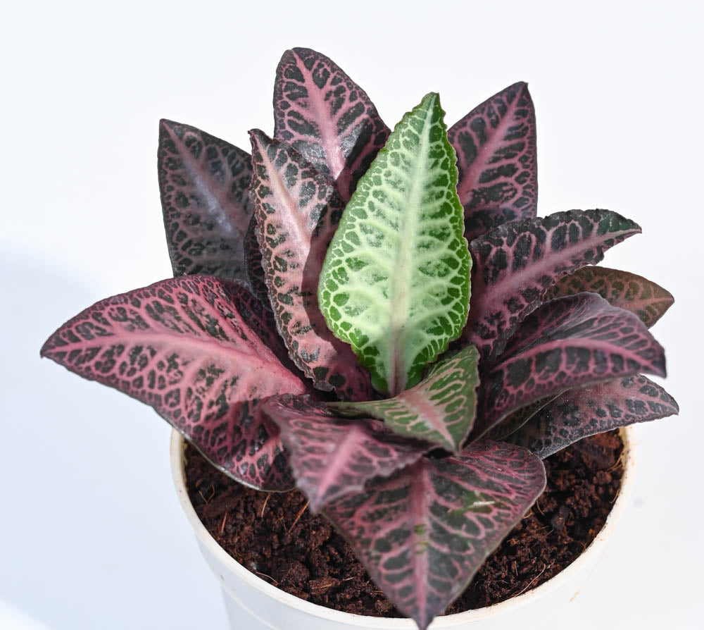 How to Care for Euphorbia Plants Indoors: A Mini Guide!  Ugaoo