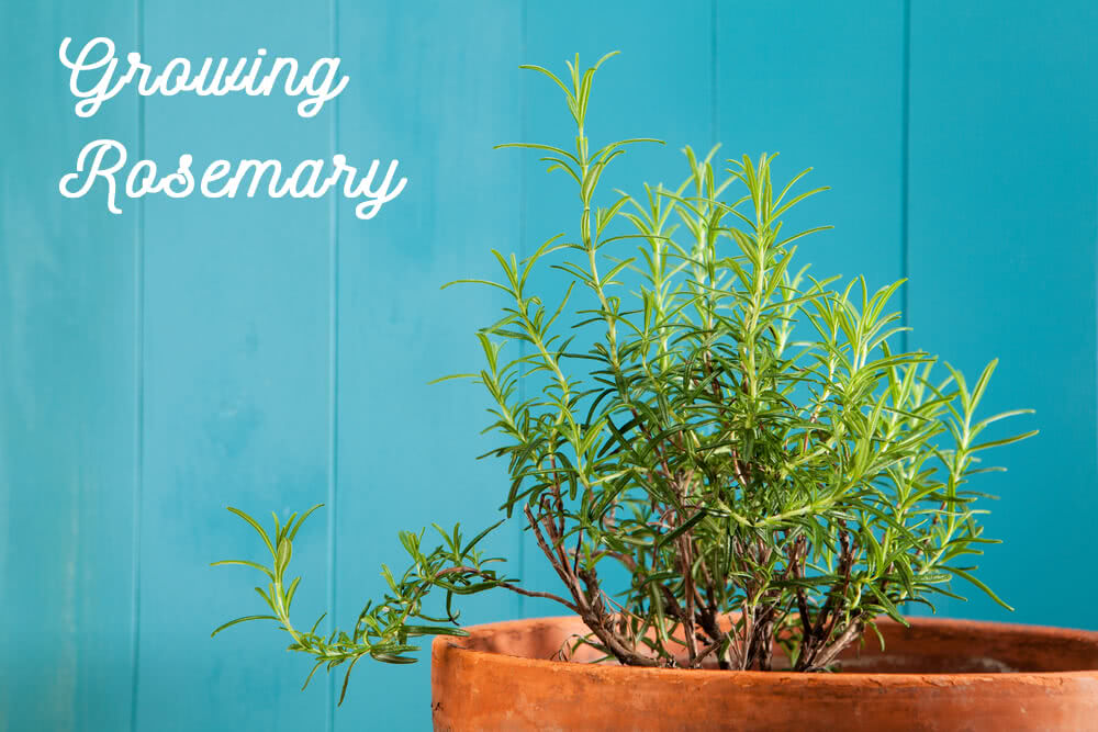 Growing Rosemary