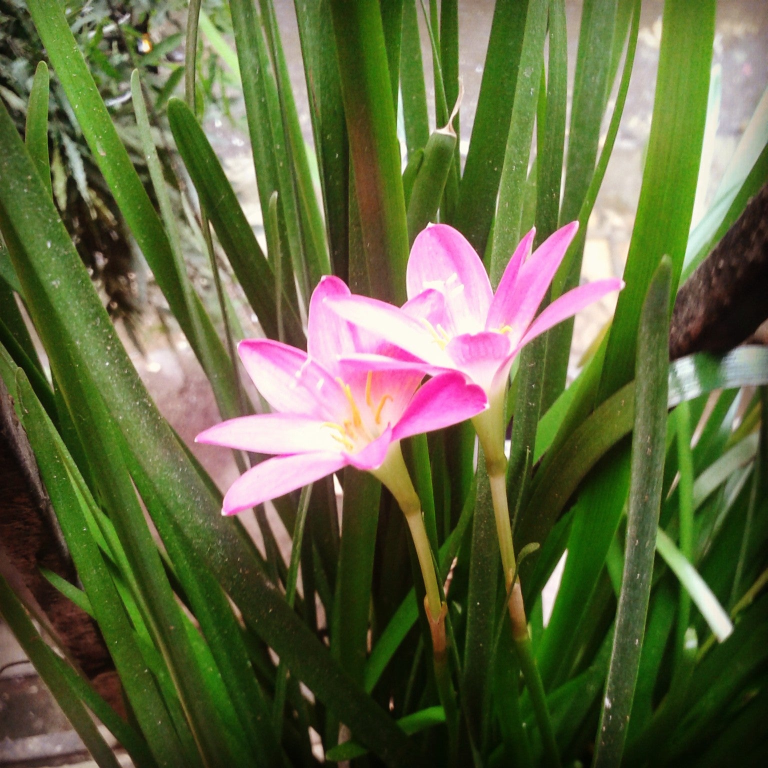 Plants and You - a love story!  Ugaoo