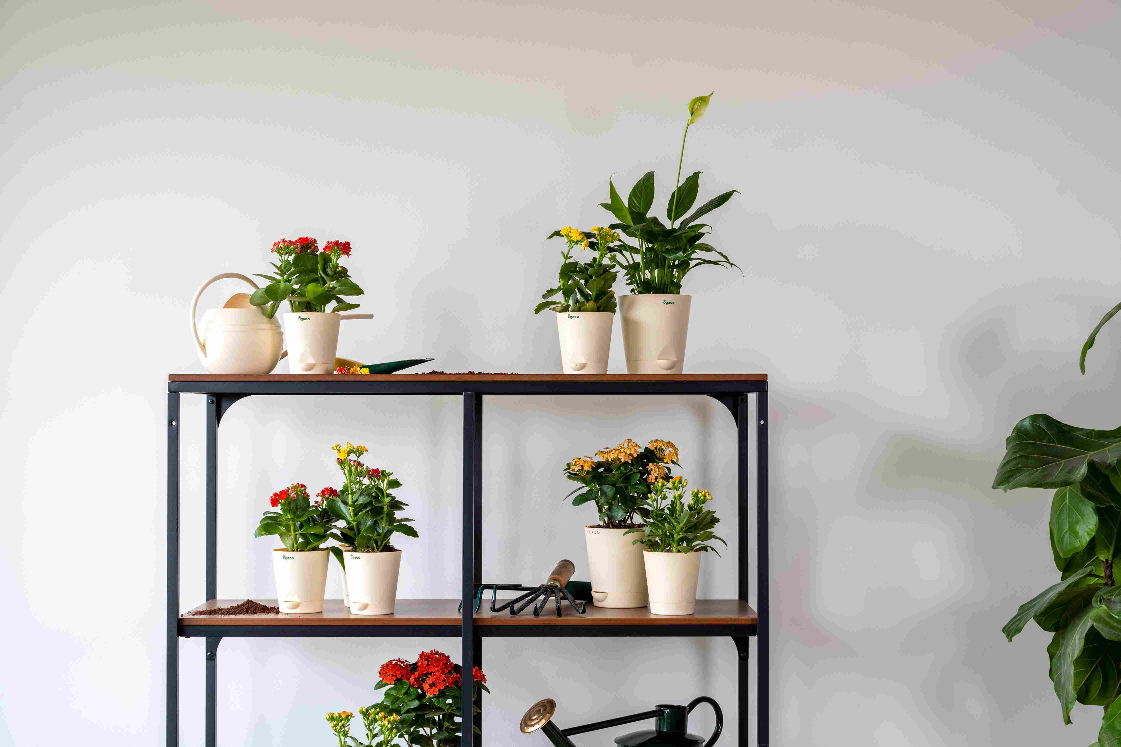 Top 10 Benefits of Keeping Houseplants  Ugaoo