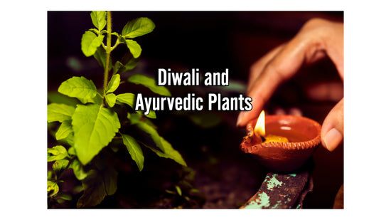 Diwali and Ayurvedic Plants: Natural Remedies for Seasonal Ailments