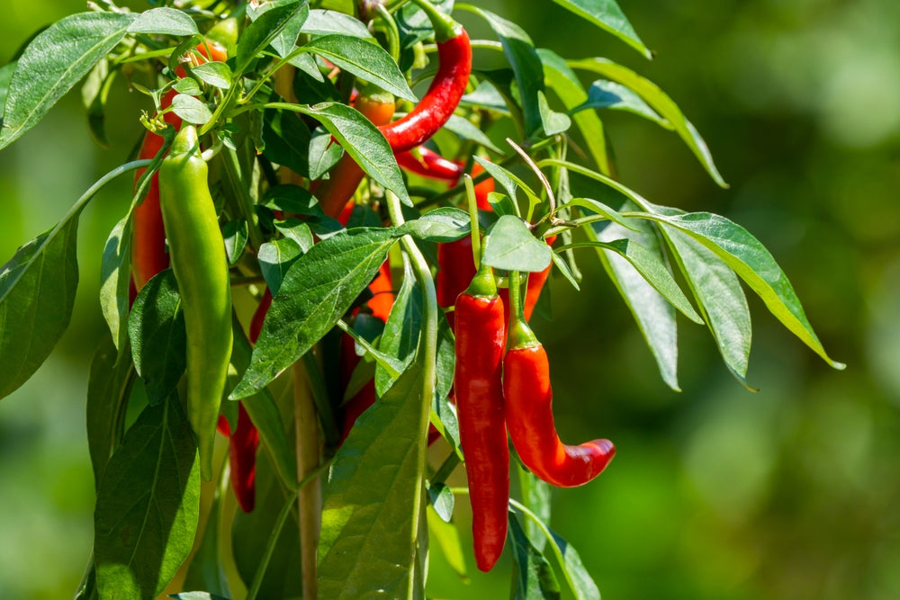 Chilli Plant () Chilli Plant