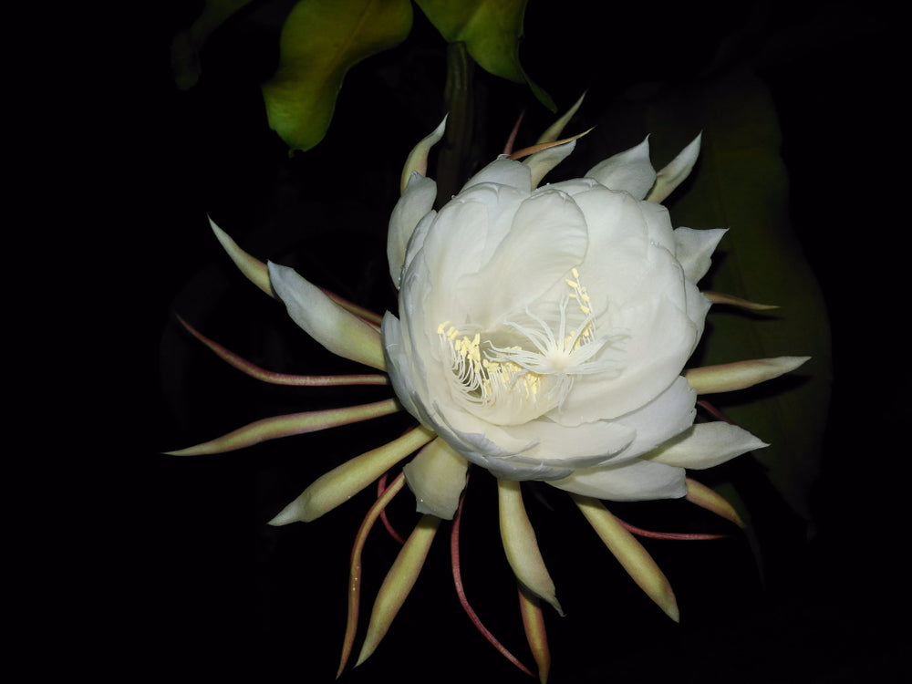 Brahma Kamal Flower - Everything You Need to Know  Ugaoo