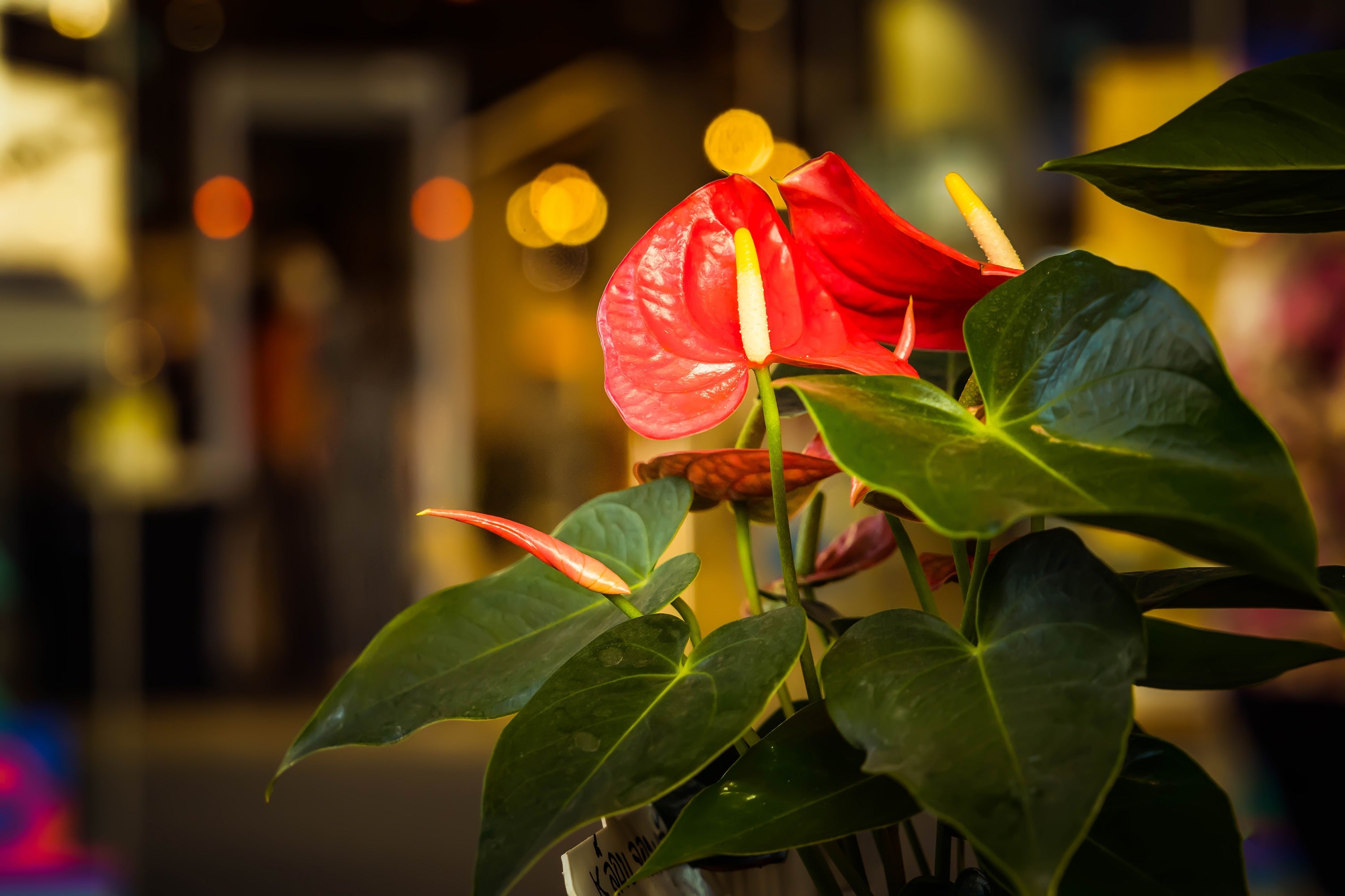 Plant Care for Dummies : Anthurium  Ugaoo