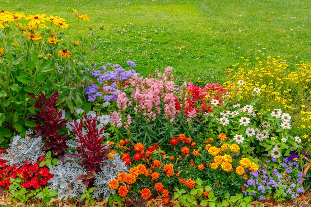 Growing Annual Flowers From Seed World Of Flowering Plants Growing Annual Flowers From Seed World Of Flowering Plants