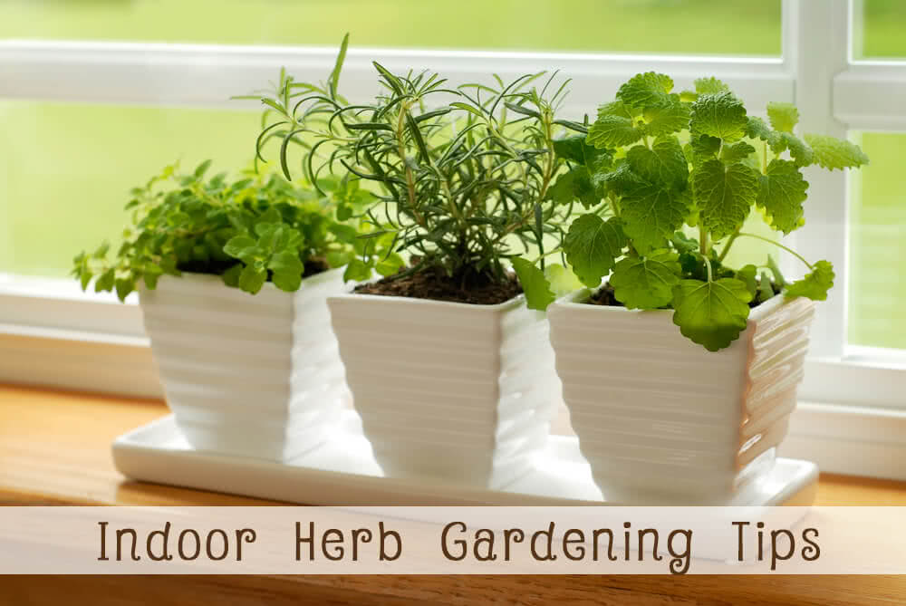 Insider Tips For Growing Flavorful Herbs