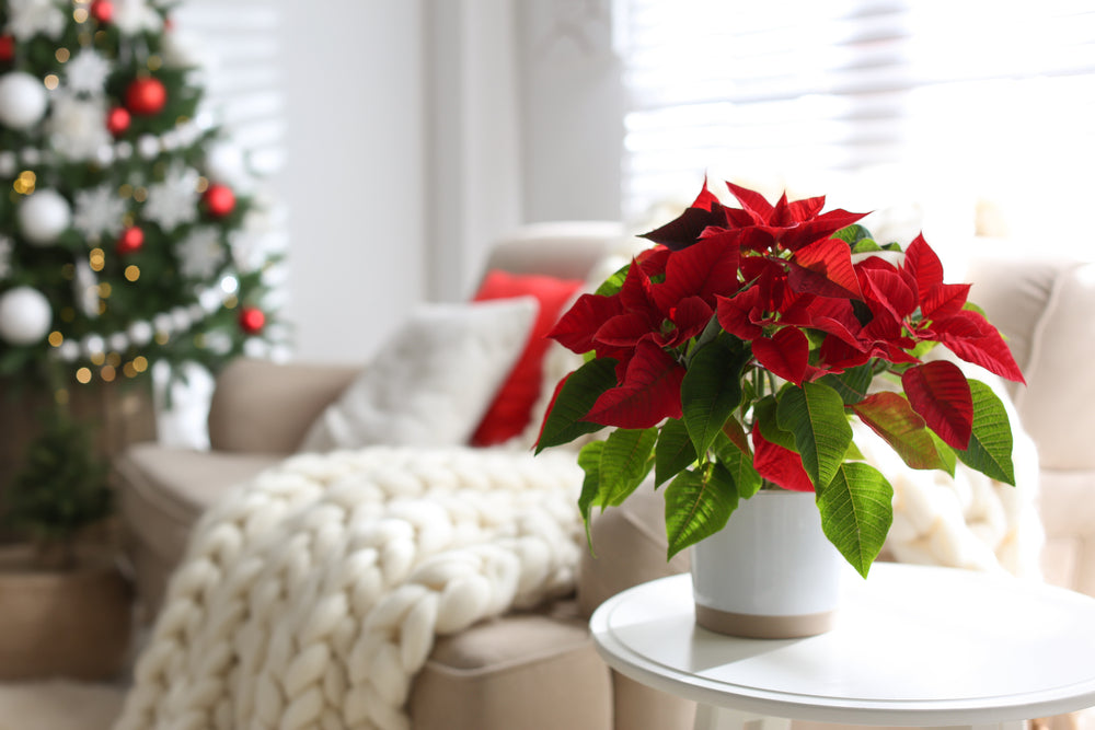 Plants with Red Flowers & Leaves: Get Festive This Christmas!  Ugaoo