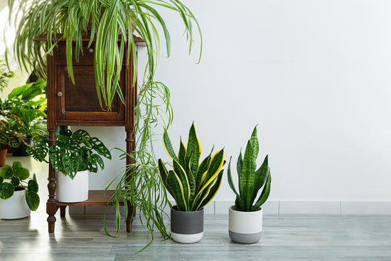 10 Summer Plants for Indoors: Refreshing Your Home with Greenery