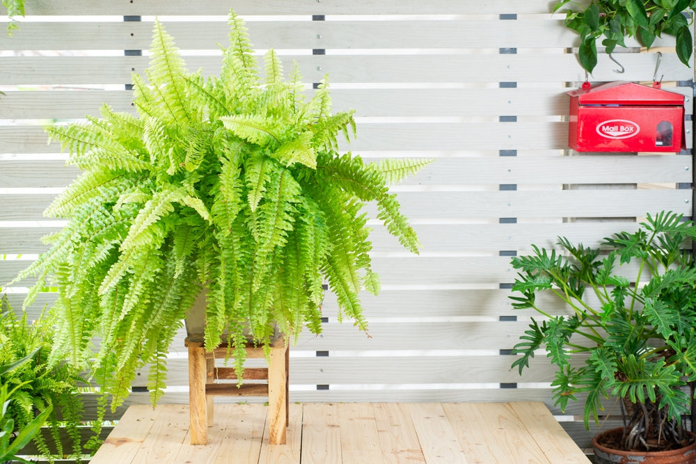 fiddle leaf fig plant for sale Fiddle Leaf Fig 14 inch