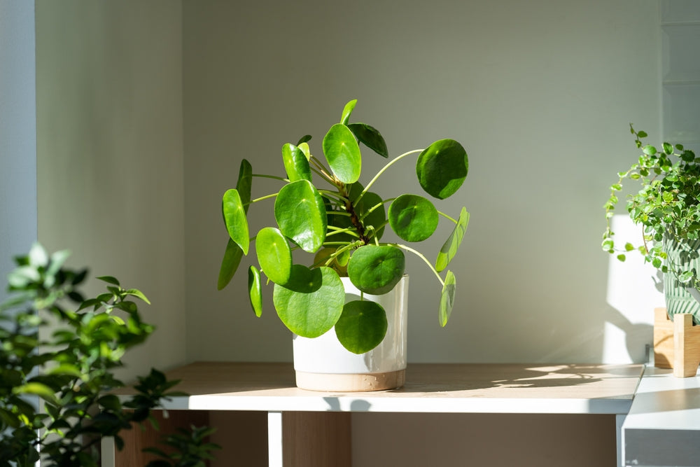 the boho succulent Blue Boho Planter – Barombi Studios main image 0