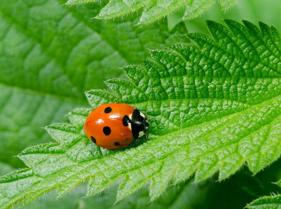 Garden Bugs: Are they Good or Bad?