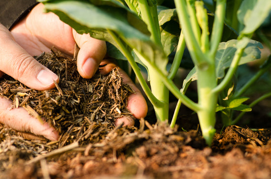 Why Should You Prefer Organic Fertilizers for Plants?