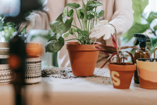 Tips on Taking Care of Plants When You are on Vacation