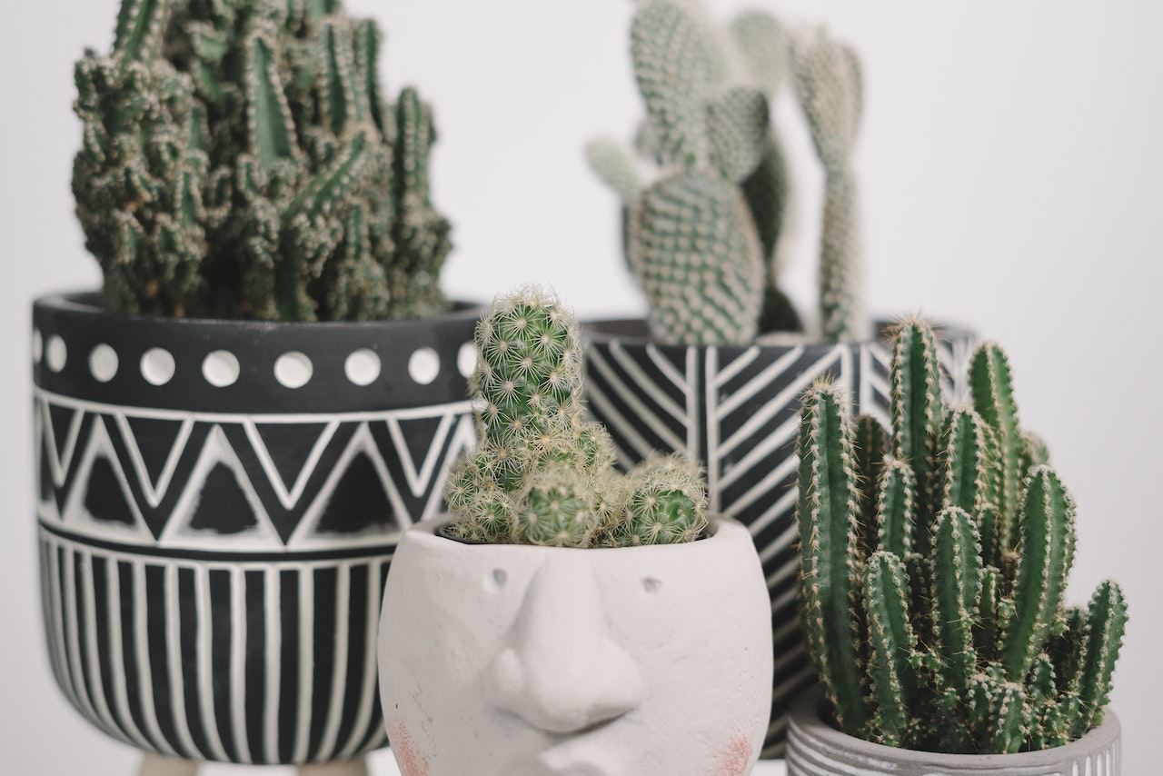 Top 10 Cactus Plants to Decorate Your Home  Ugaoo