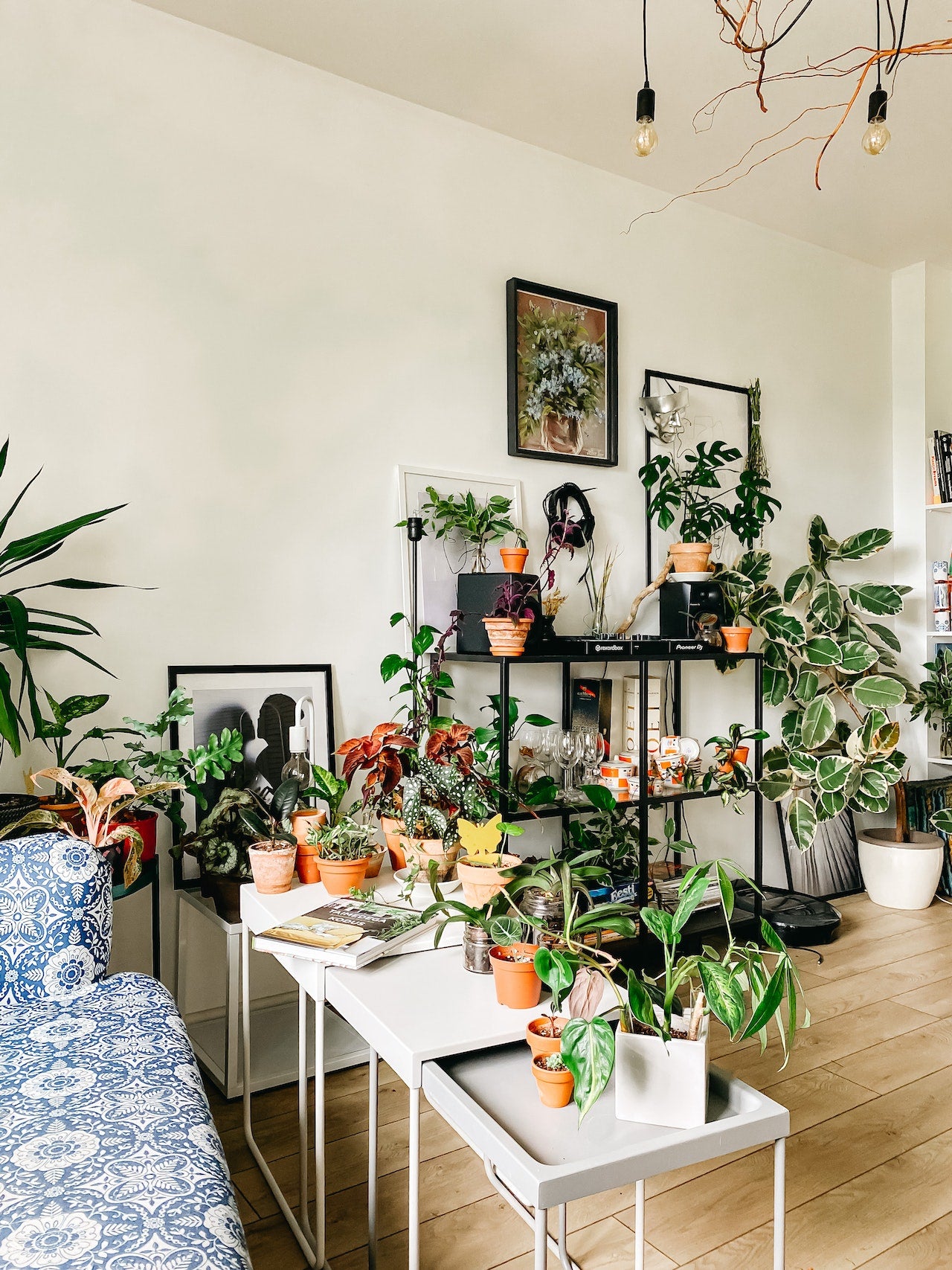 How Many & which Plants Do I Need to keep in My House?  Ugaoo