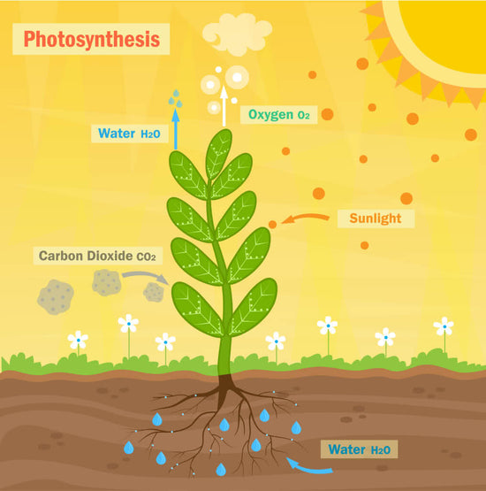 Photosynthesis and Respiration in Plants