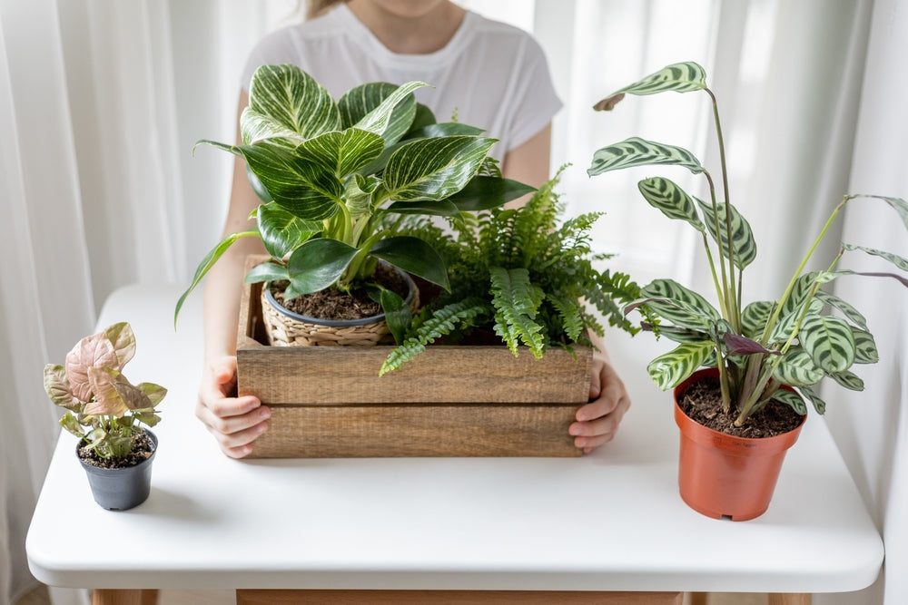 Cultivate Joy: The Green Revolution of Plant Subscription Services