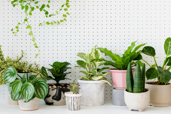 10 Stress Relieving Indoor plants for home