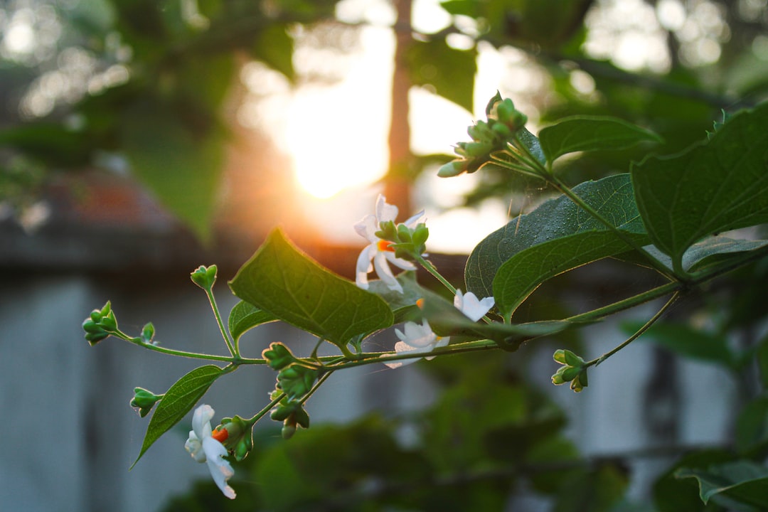 Do (Raat Rani) Night blooming jasmine attract Snakes? Ugaoo
