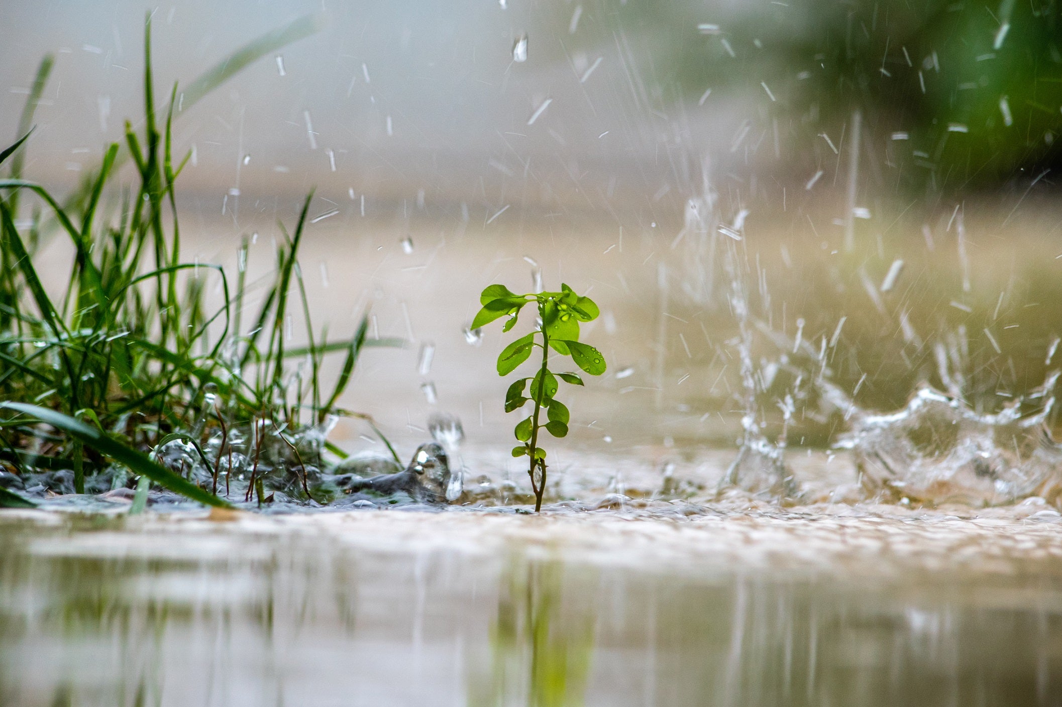 Trời Mưa Có Dùng Camera Năng Lượng Mặt Trời Được Không? 3 Rainy days: Protecting Plants from Heavy Rain
