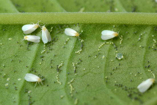 Whitefly Control - A Potential Threat to Ornamental Plants