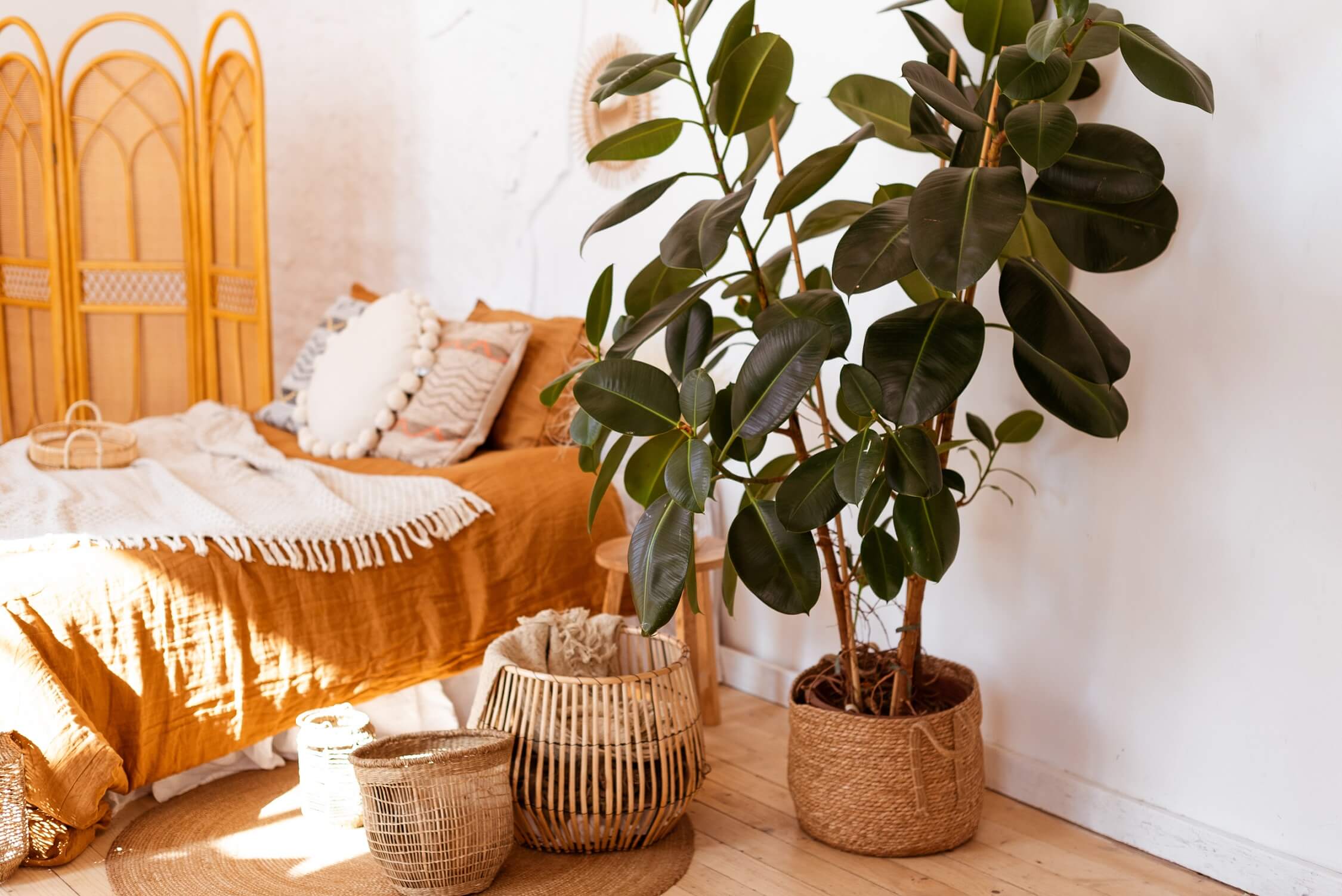 Rubber Plant: Care, Types, and Propagation  Ugaoo