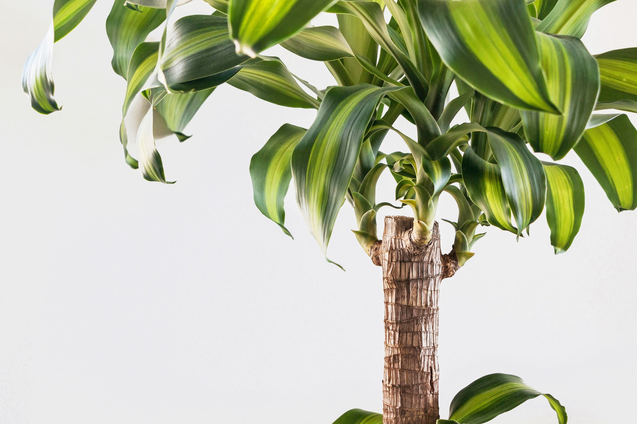 elefantenfuß kaufen hornbach Elefantenfuß (Beaucarnea recurvata) kaufen main image 0