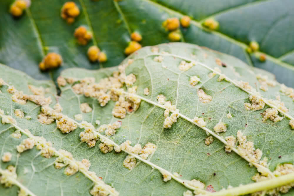 Symptoms of Diseases & Disorders in Plants  Ugaoo