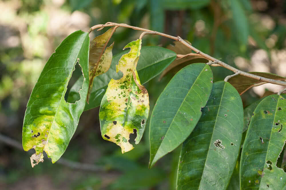 Types of Plant Diseases Caused in Rainy Season - Part 1