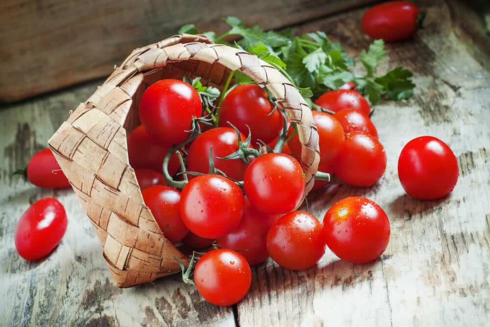 Tomato irrigation: 4 watering points that every farmer should know
