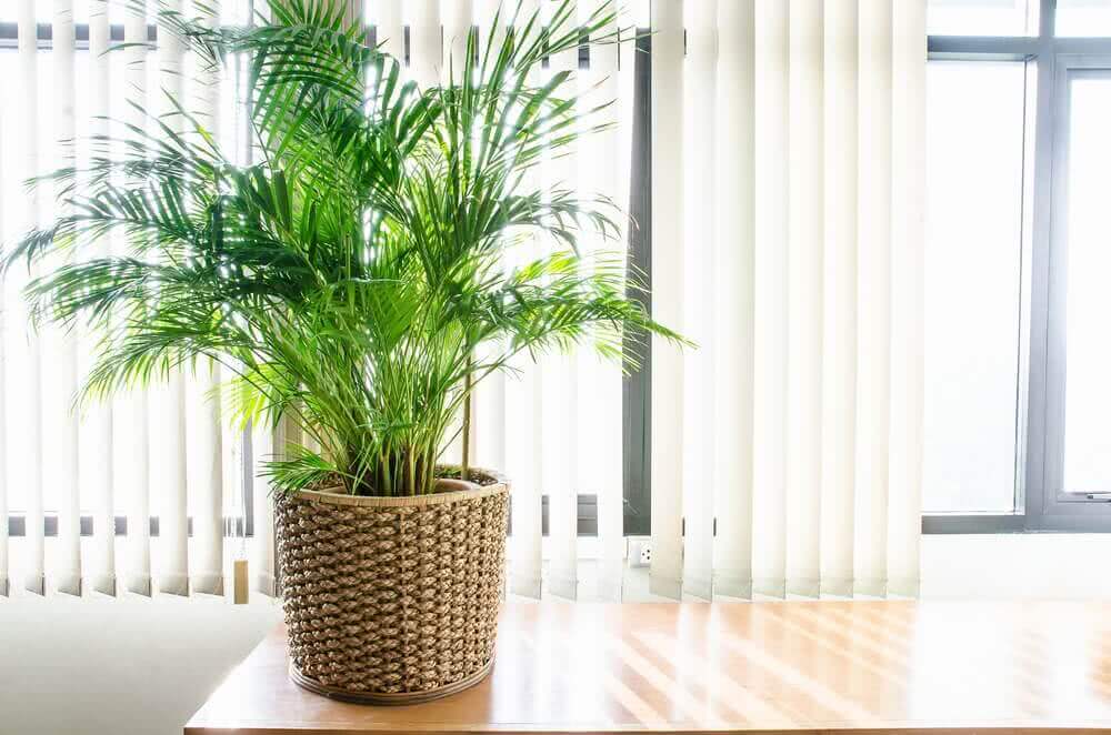 Growing Parlor Palm Plant