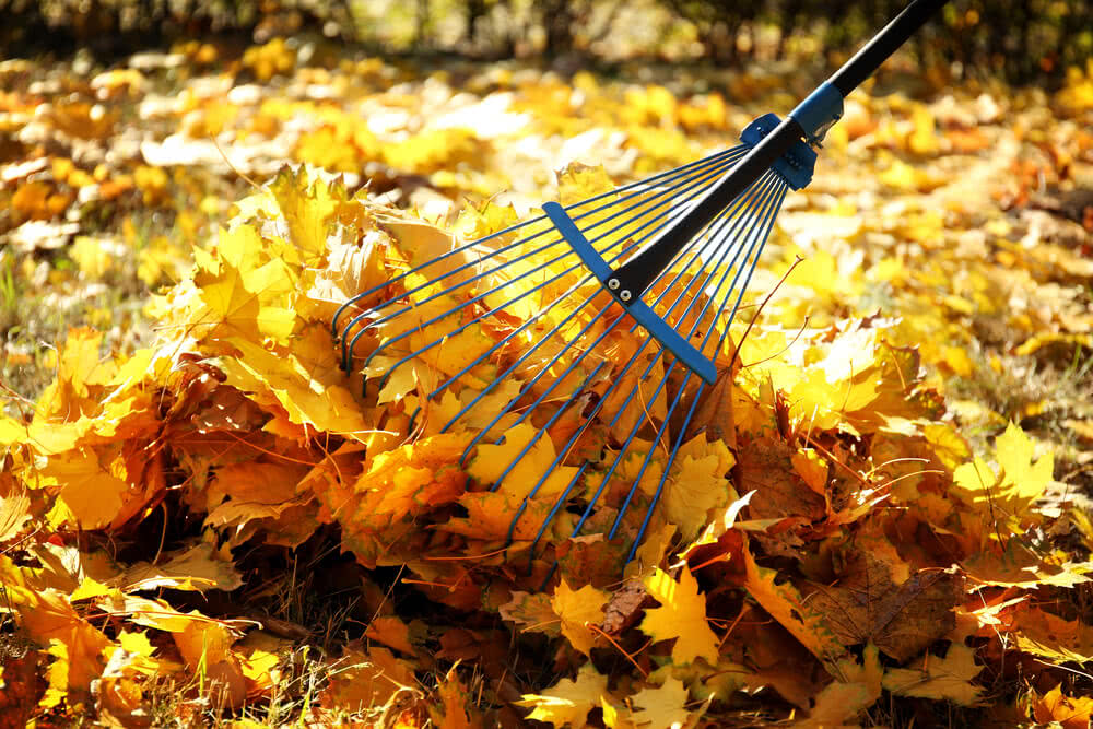 10 Tips for Raking Leaves