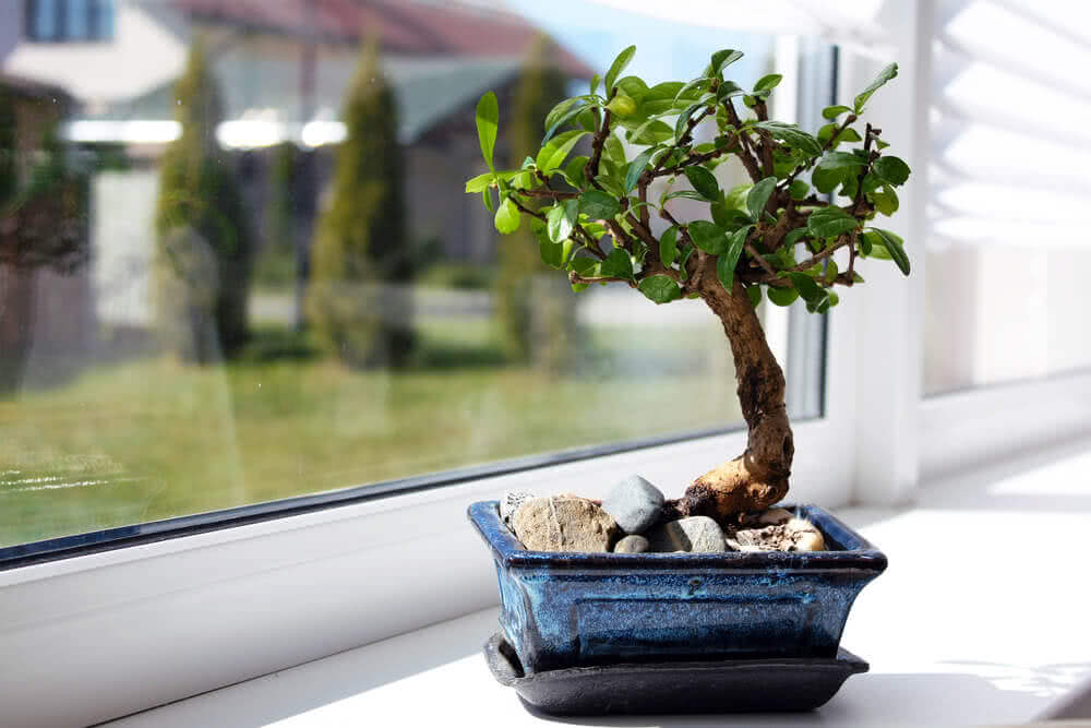 Repotting a Bonsai Plant  Ugaoo