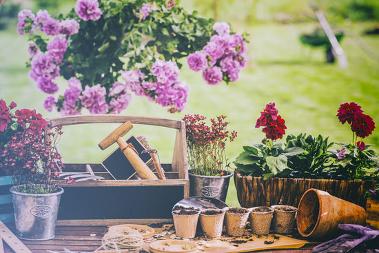 Caring for Potted Plants in Summer Months: Essentials to Beat the Heat