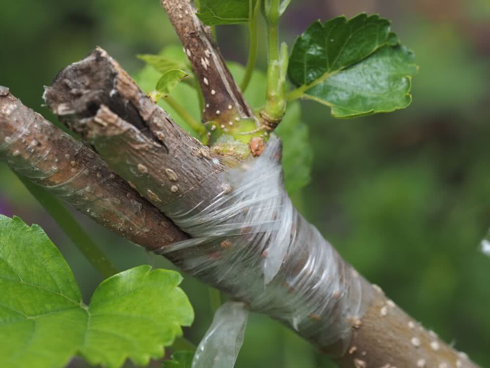 Grafting Plants Examples grafting-plants-examples